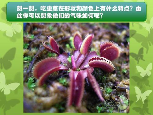 吃虫草有什么禁忌