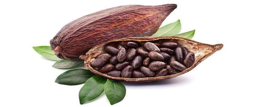 可可果能不能直接吃