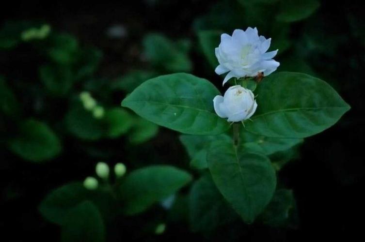 叶罗丽精灵梦茉莉身份是什么