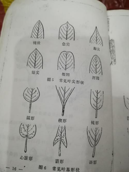 叶腋指哪里