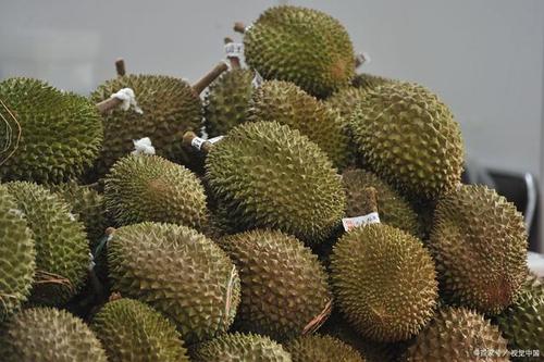 可不可以空腹吃榴莲