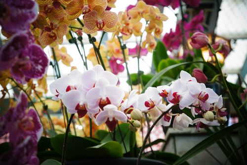 台湾的标志花是什么花图片