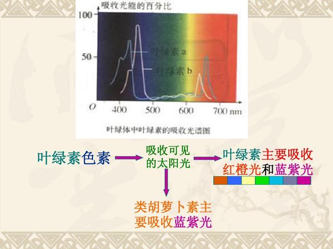 叶绿素a吸收什么光