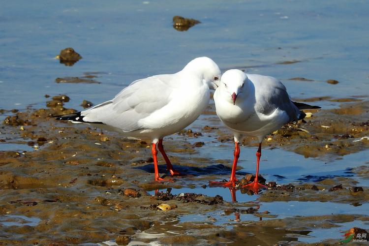 叽叽歪歪的是什么动物
