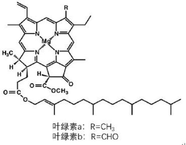 叶绿素的化学成分是什么