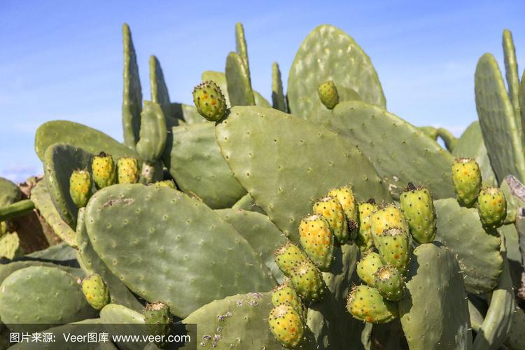 可食用仙人掌和不可食用区别