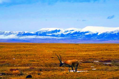 可可西里是什么地方