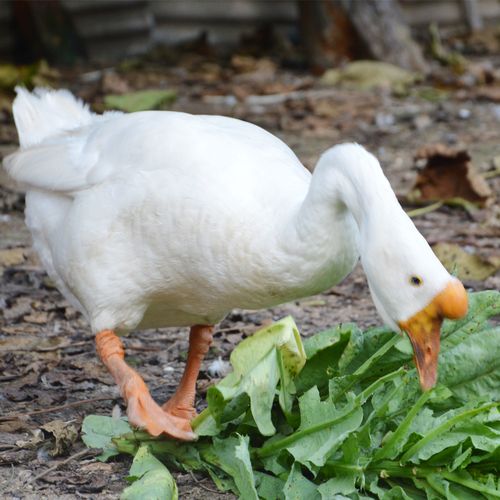 吃大笨鹅炖萝卜有什么好处呢