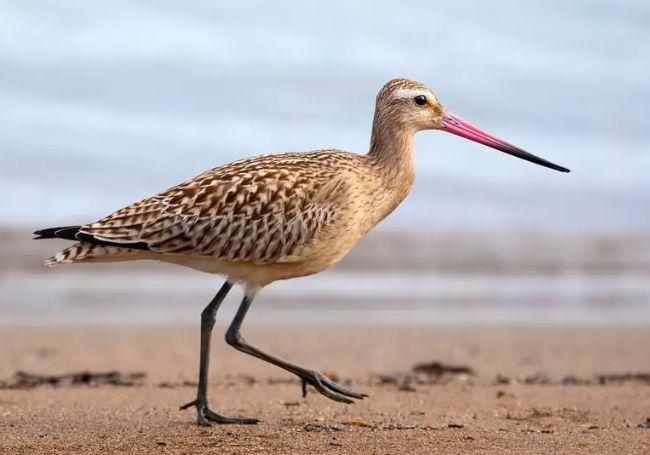 史前生物有哪些