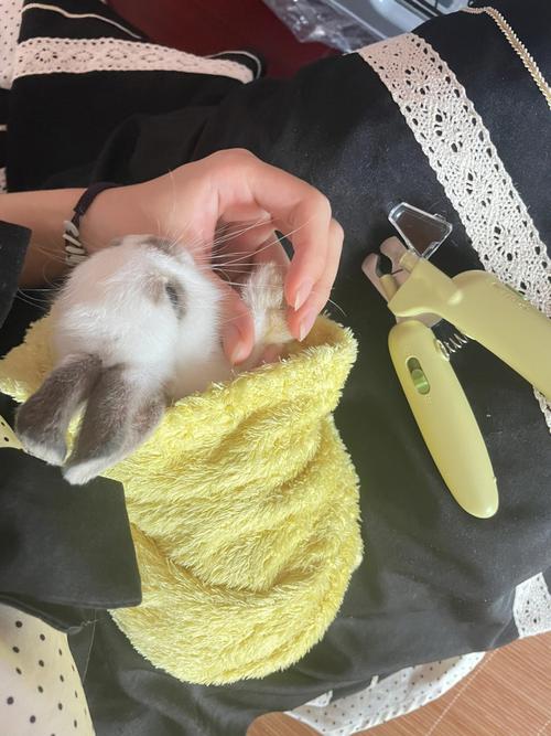 可不可以给兔子剪指甲