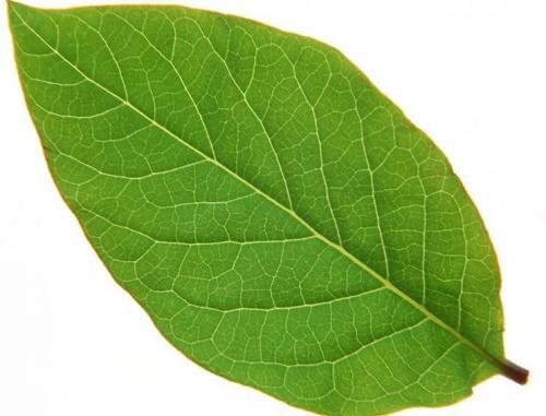 叶子的作用是什么