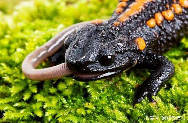 史前霸王蝾螈是什么动物