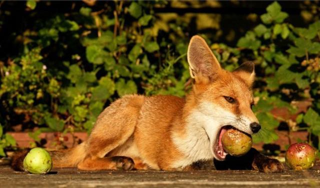 可盐可甜是什么意思是什么