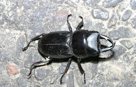 各位大神怎么区别乌鳢和斑鳢