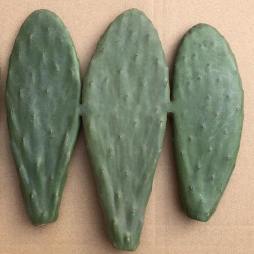 可食用仙人掌和不可食用区别