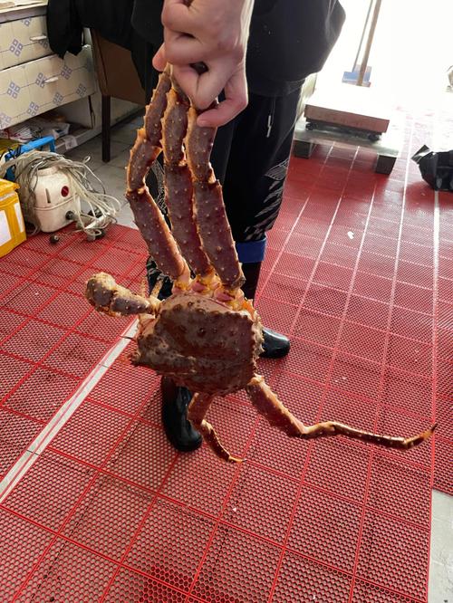 吃帝王蟹应该注意什么