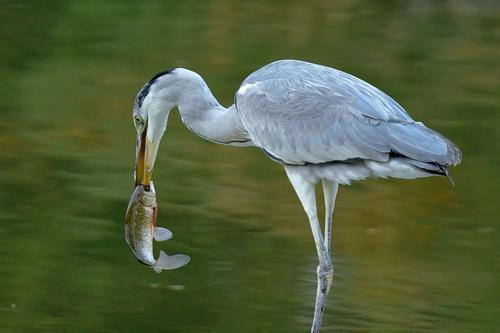 吃鱼的鸟叫什么名字