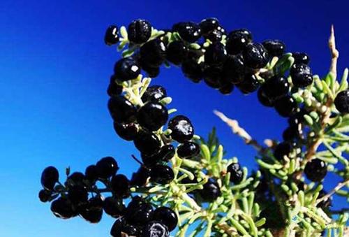 可以生吃黑枸杞吗