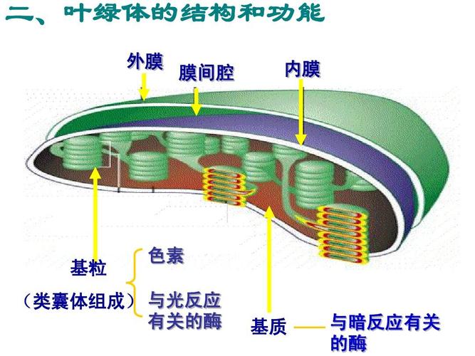 叶绿体的结构