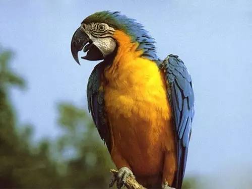 叽叽是什么动物的声音