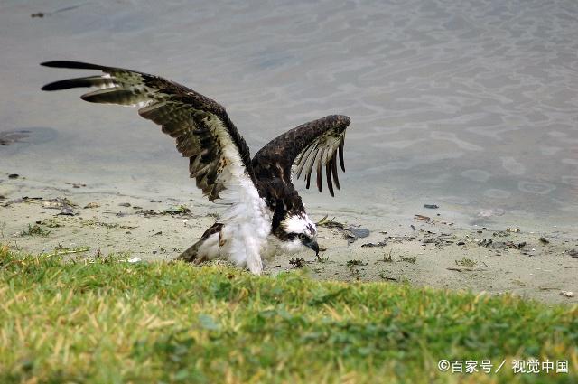 吃鱼的鸟叫什么名字