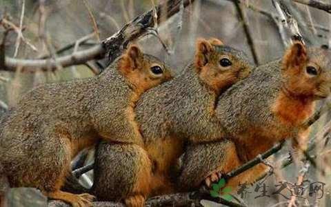 吃松鼠肉有什么好处