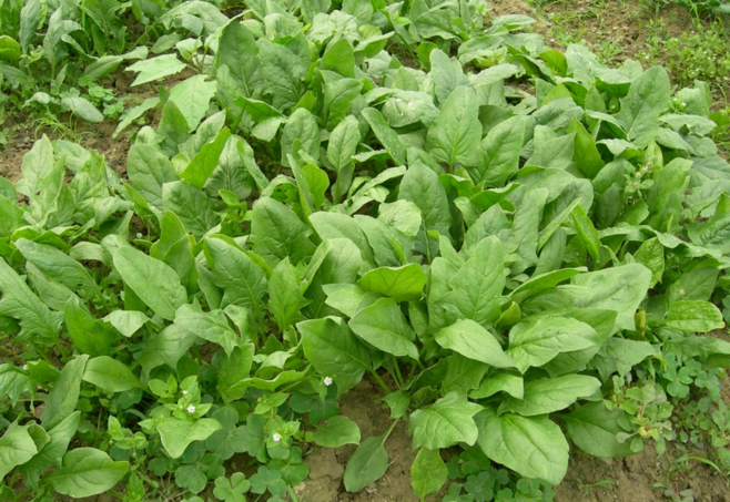 10种深色蔬菜有哪些