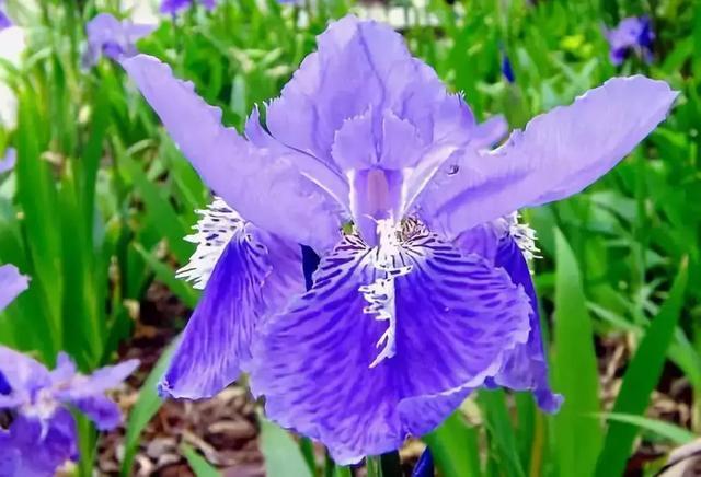 各个国家有什么代表性花