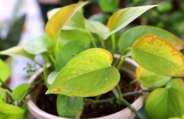 叶子发黄怎么办