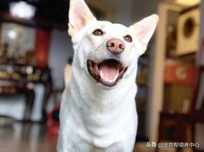 史迪仔动画片名叫什么