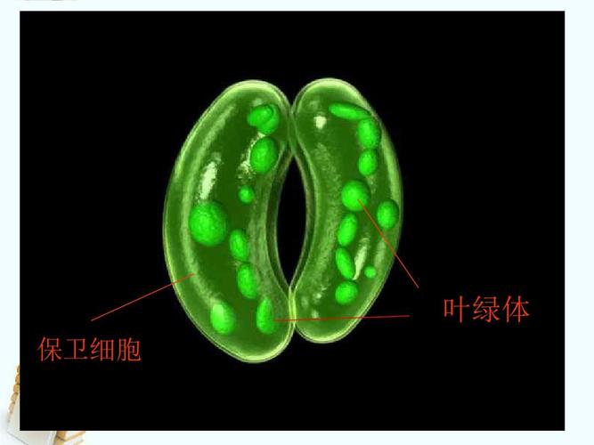 叶绿体在细胞中的哪里