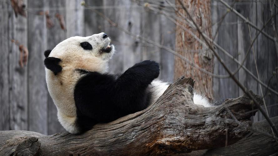 10种代表春天的动物