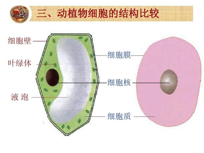 叶绿体在细胞中的哪里
