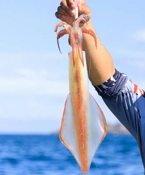 吃鱿鱼有什么好处