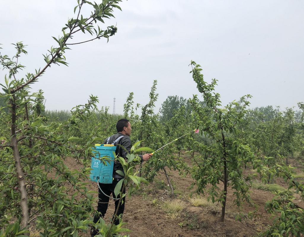 叶面肥是什么肥料