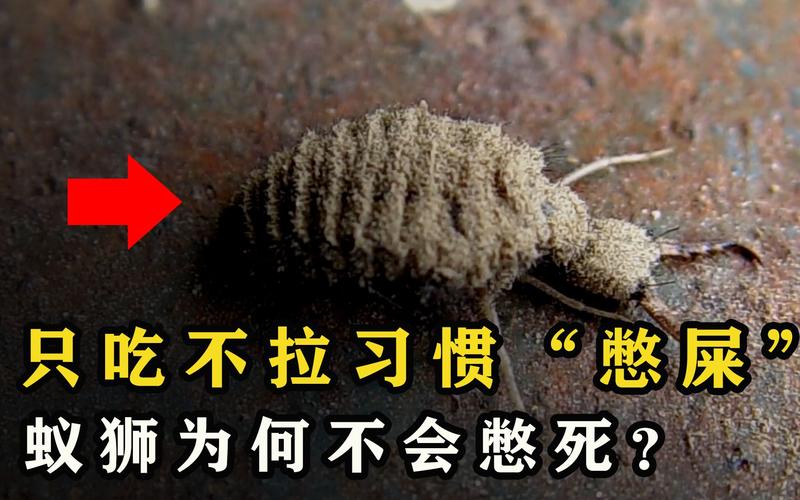 只吃不拉的动物叫什么