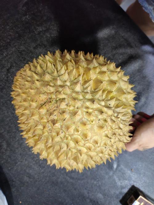 可不可以空腹吃榴莲