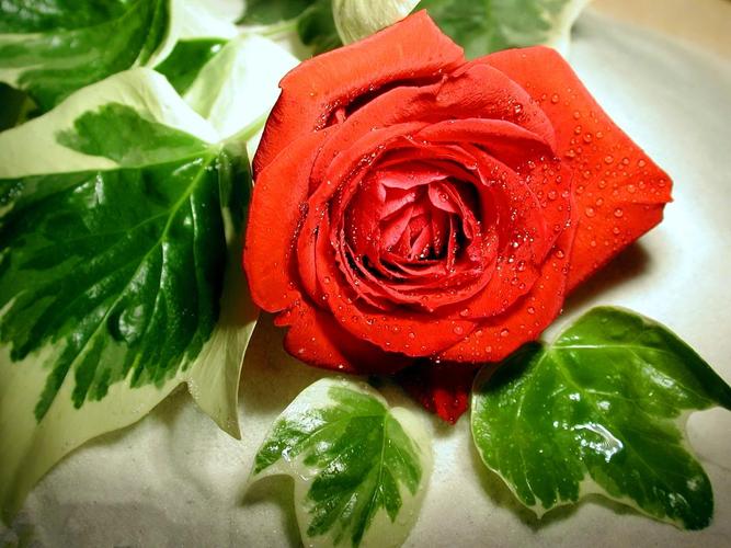 各个国家有什么代表性花