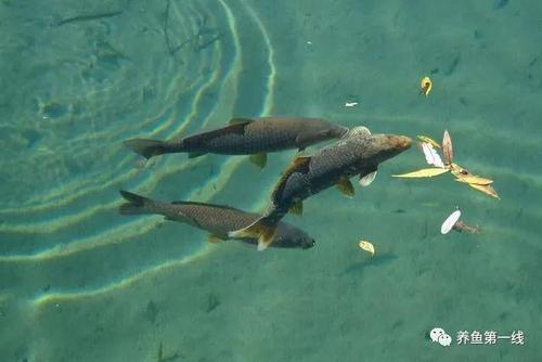 可以根治鱼休子的方法