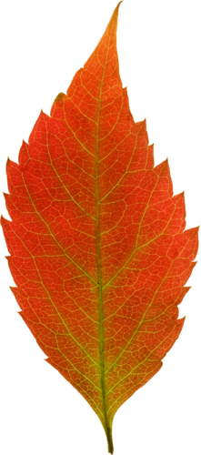 叶子类目定向什么意思