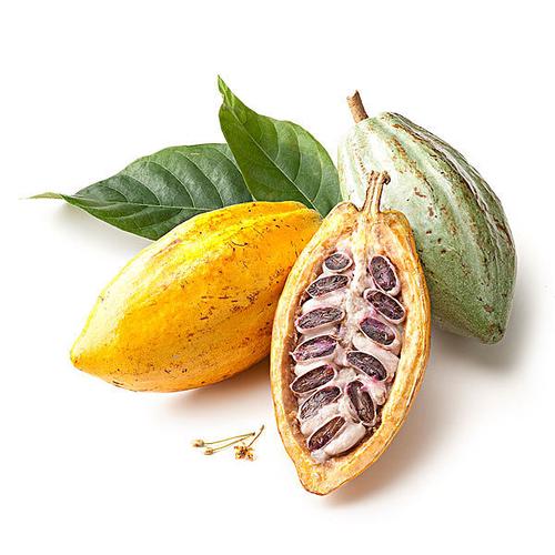 可可果能不能直接吃