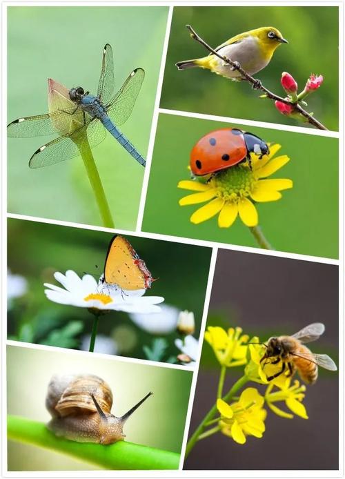 10种代表春天的动物