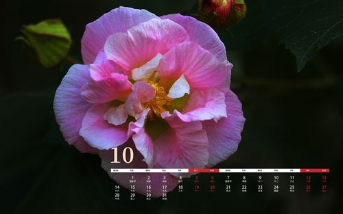 10月是什么花
