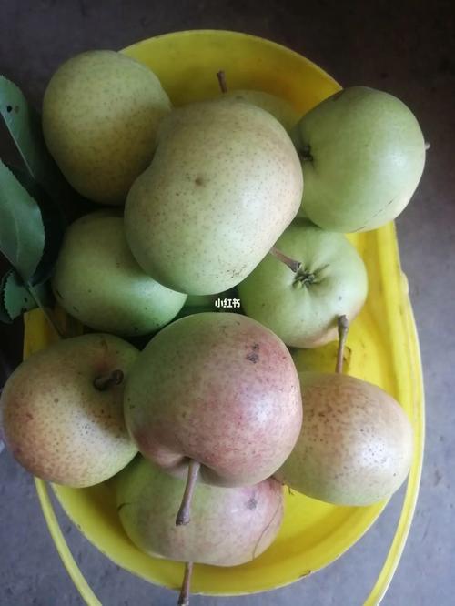 10种代表秋天的水果