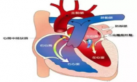 宝宝心脏发育不全有什么症状(宝宝心脏发育不好主要是什么引起的)