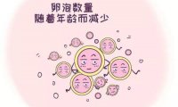 优质卵泡长啥样?卵泡发育不好要这样调理!(卵巢早衰怎么调理)