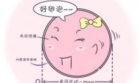卵泡长得慢能受孕吗(卵泡长得慢会排卵吗)