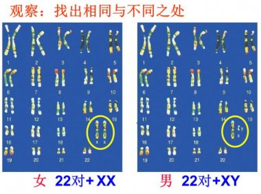 人类y染色体基因数量有多少(dna和基因的数量关系）