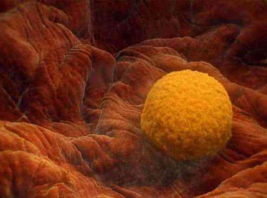 为什么鲜胚不容易着床(试管最难的一关是哪）