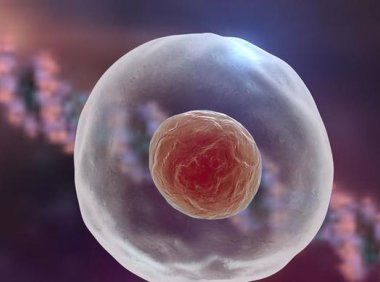 卵细胞和卵子一样么(卵泡是卵细胞吗）